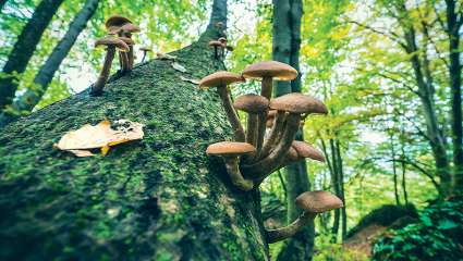 Les arbres communiquent-ils  vraiment grâce aux champignons ?