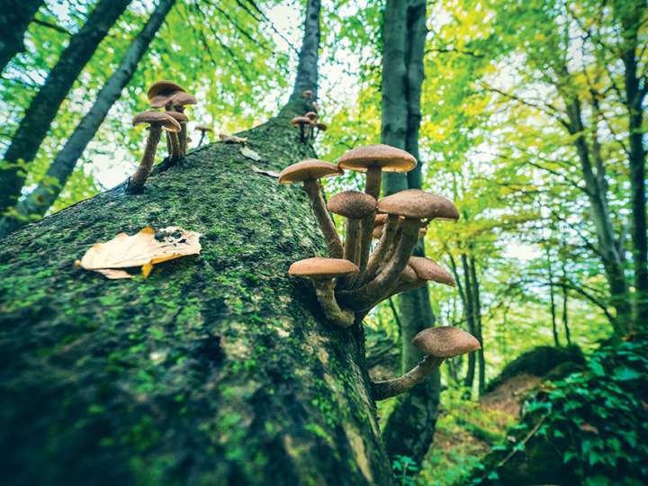 Les arbres communiquent-ils  vraiment grâce aux champignons ?