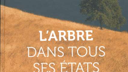 L'arbre dans tous ses états