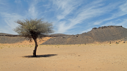 L'ouest du Sahara et le Sahel comptent de 1,8 milliard d'arbres