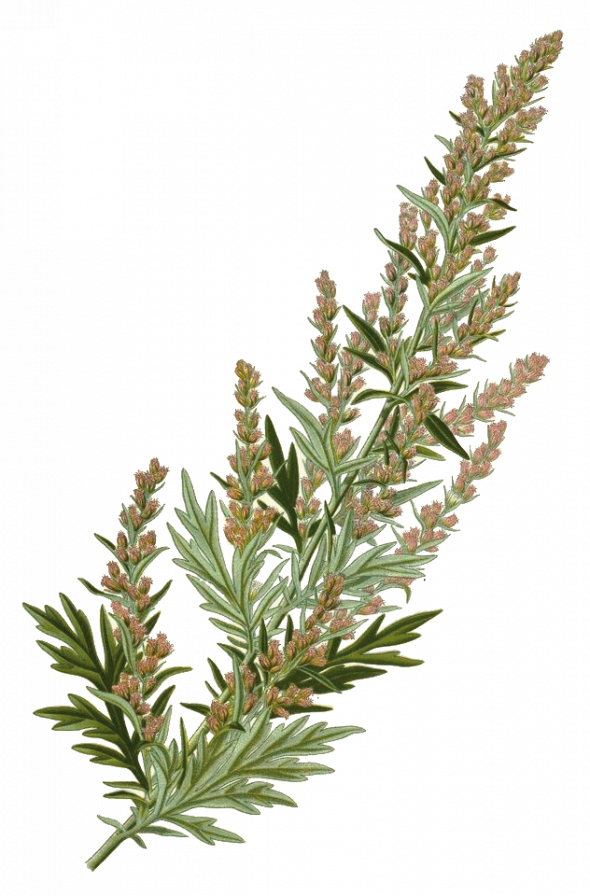 Armoise (Artemisia vulgaris)