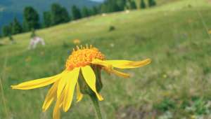 Les cueilleurs se mobilisent pour sauver l'arnica