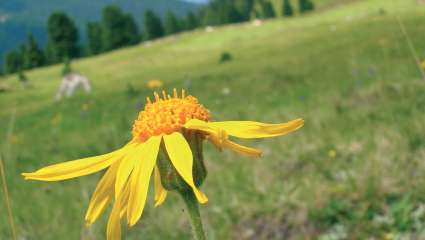 Les cueilleurs se mobilisent pour sauver l'arnica