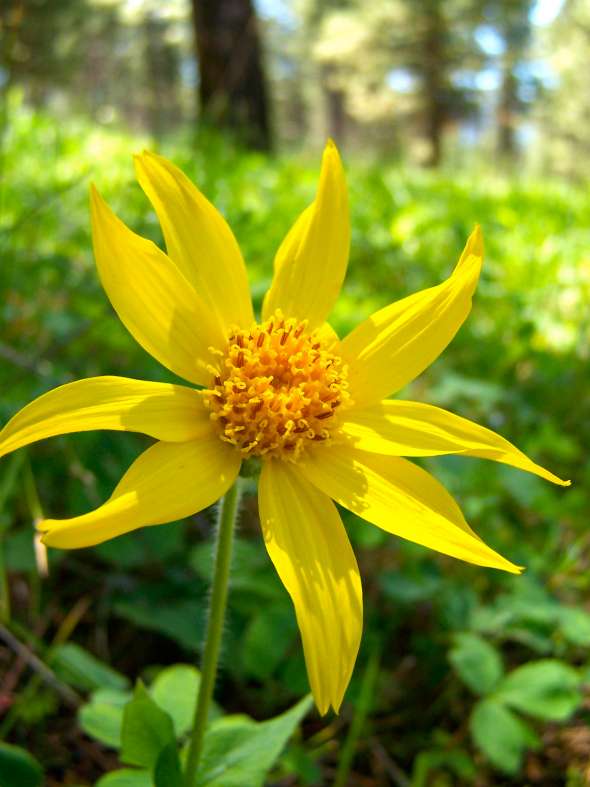 Arnica Montana