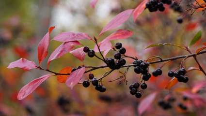 Baies d'aronia