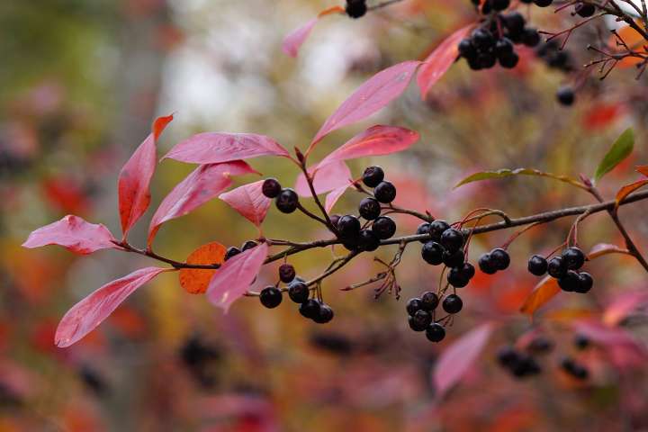 Baies d'aronia