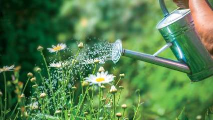 Comment éviter de gaspiller l'eau du jardin ?