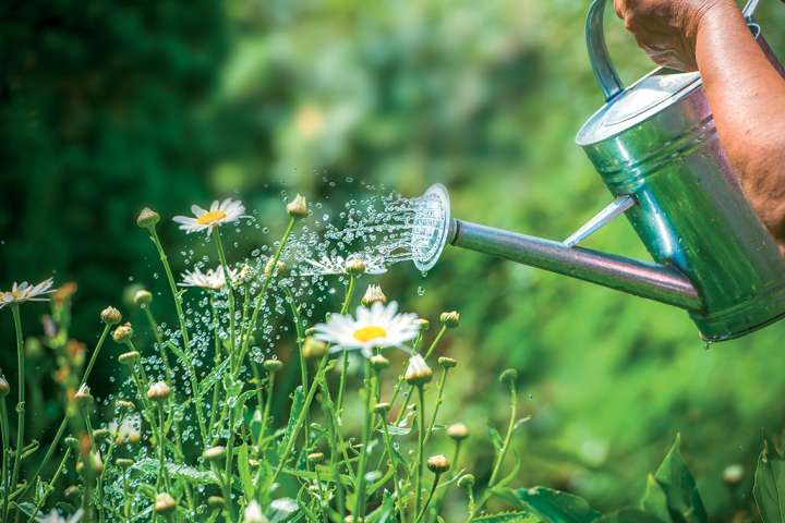 Comment éviter de gaspiller l'eau du jardin ?