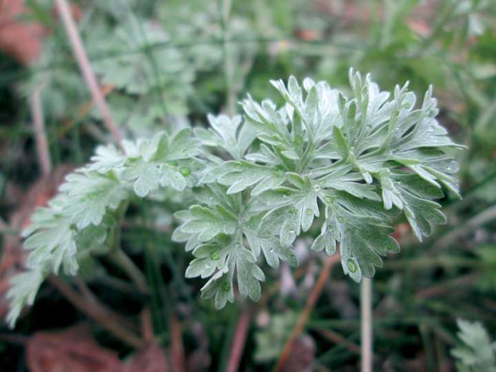 Cueillette et cuisine de la fascinante absinthe