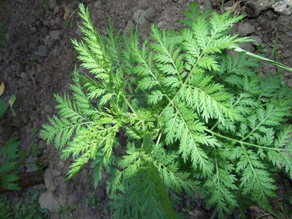 Armoise annuelle (Artemisia annua)