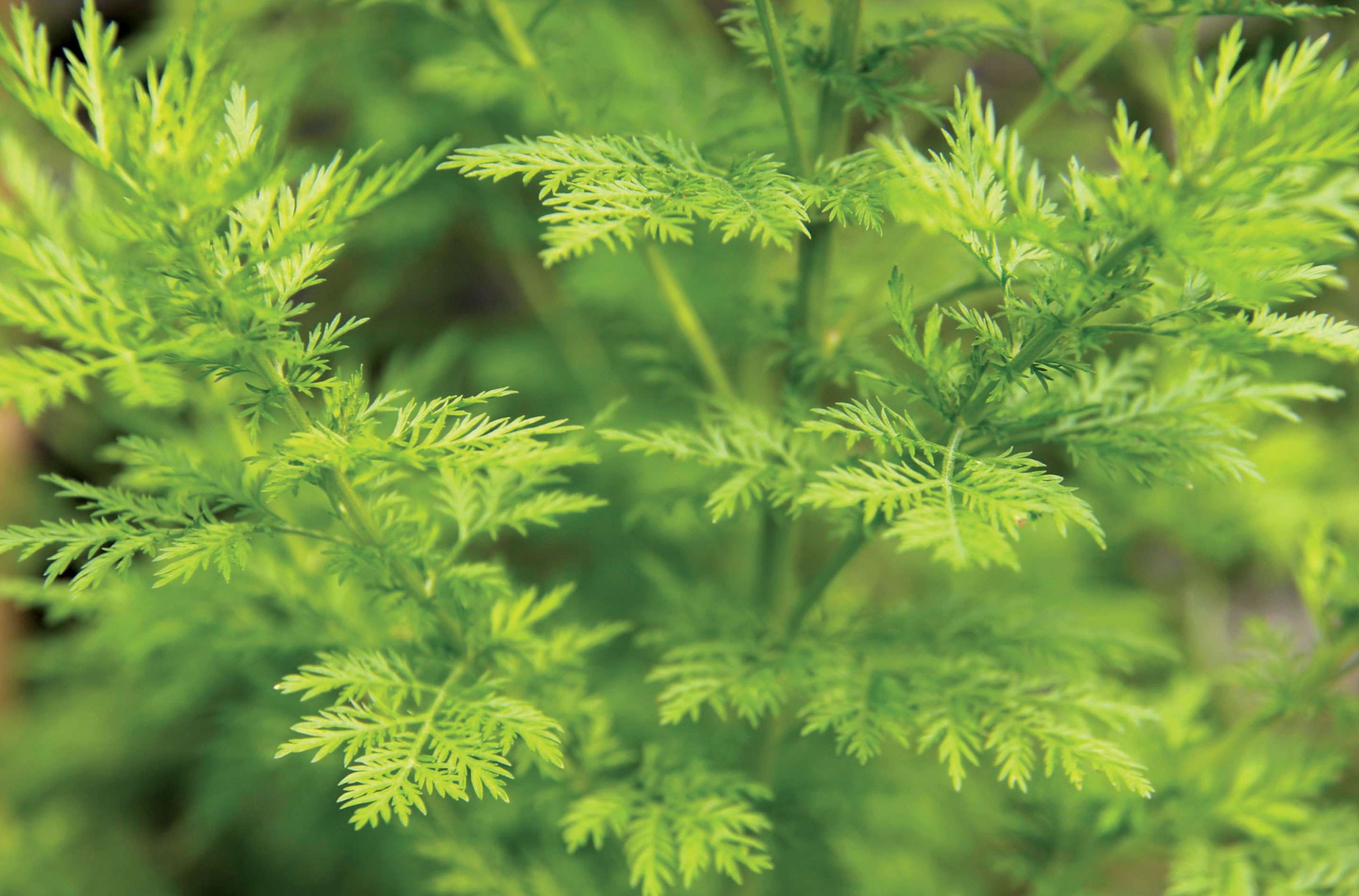 L' Artemisia annua - La Maison de l'Artemisia - Cette plante peut