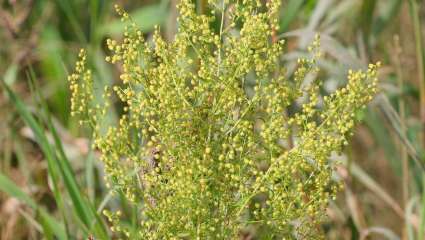 Artemesia annua