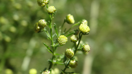 Artemesia annua