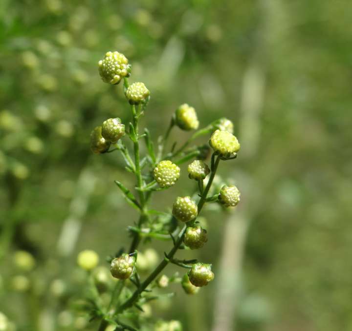 Artemesia annua