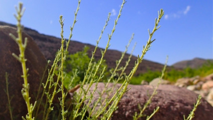 Artemisia herba alba