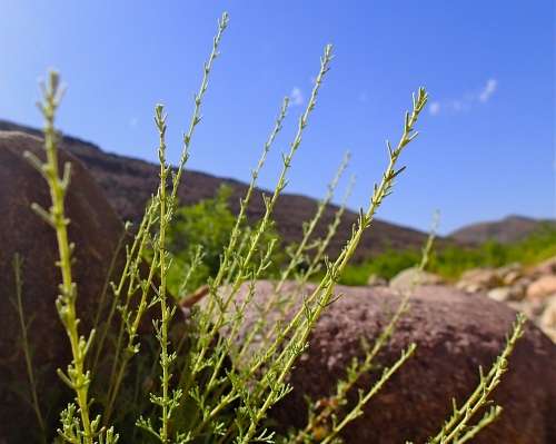 Artemisia herba alba