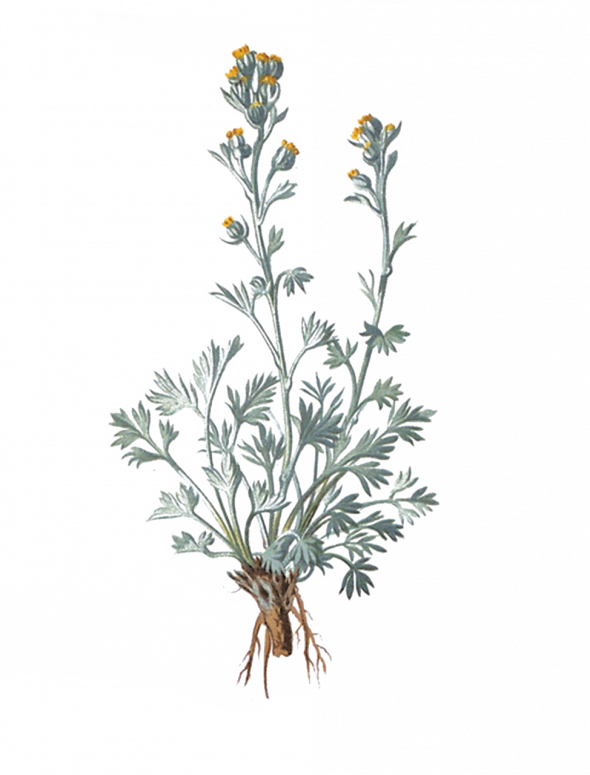 Génépi blanc (artemisia umbelliformis)