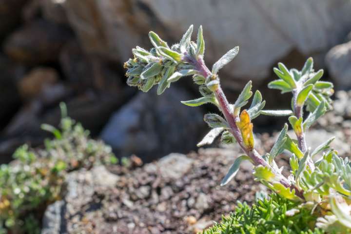 Le génépi - Les vertus thérapeutiques de la légende des montagnes- Plantes  et Santé