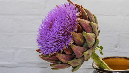 Artichaut, Cynara