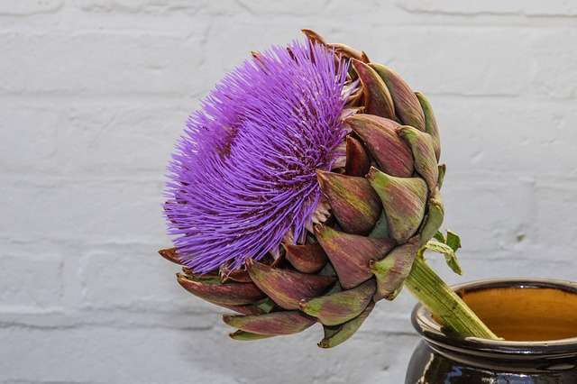 Artichaut, Cynara