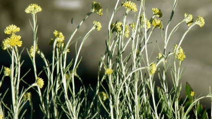 Plantes pour soigner les hémorroïdes