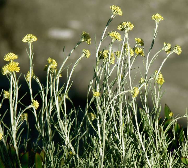 Plantes pour soigner les hémorroïdes