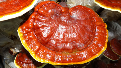  Les polysaccharides du Reishi ont aussi confirmé son intérêt face aux cancers.