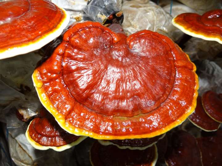  Les polysaccharides du Reishi ont aussi confirmé son intérêt face aux cancers.