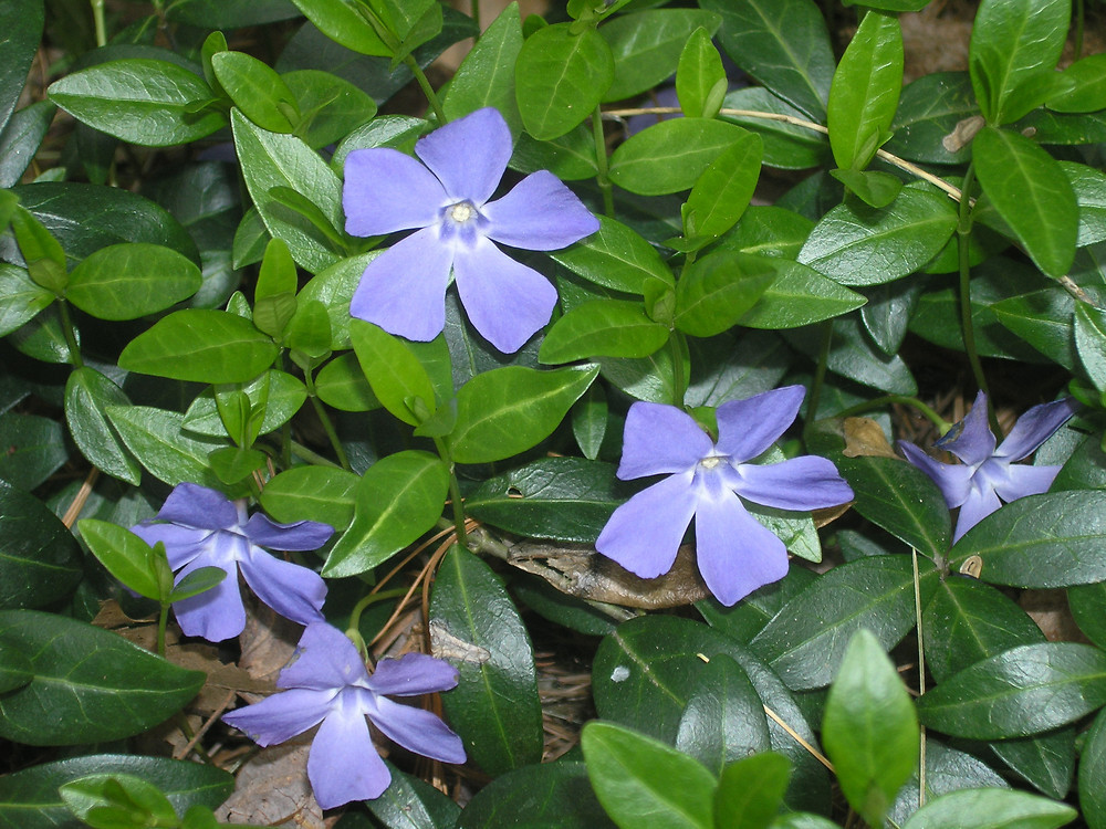 La petite pervenche - Bonne pour la mémoire- Plantes et Santé