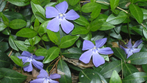 Vinca minor