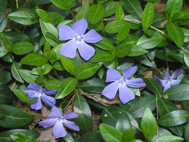 Vinca minor