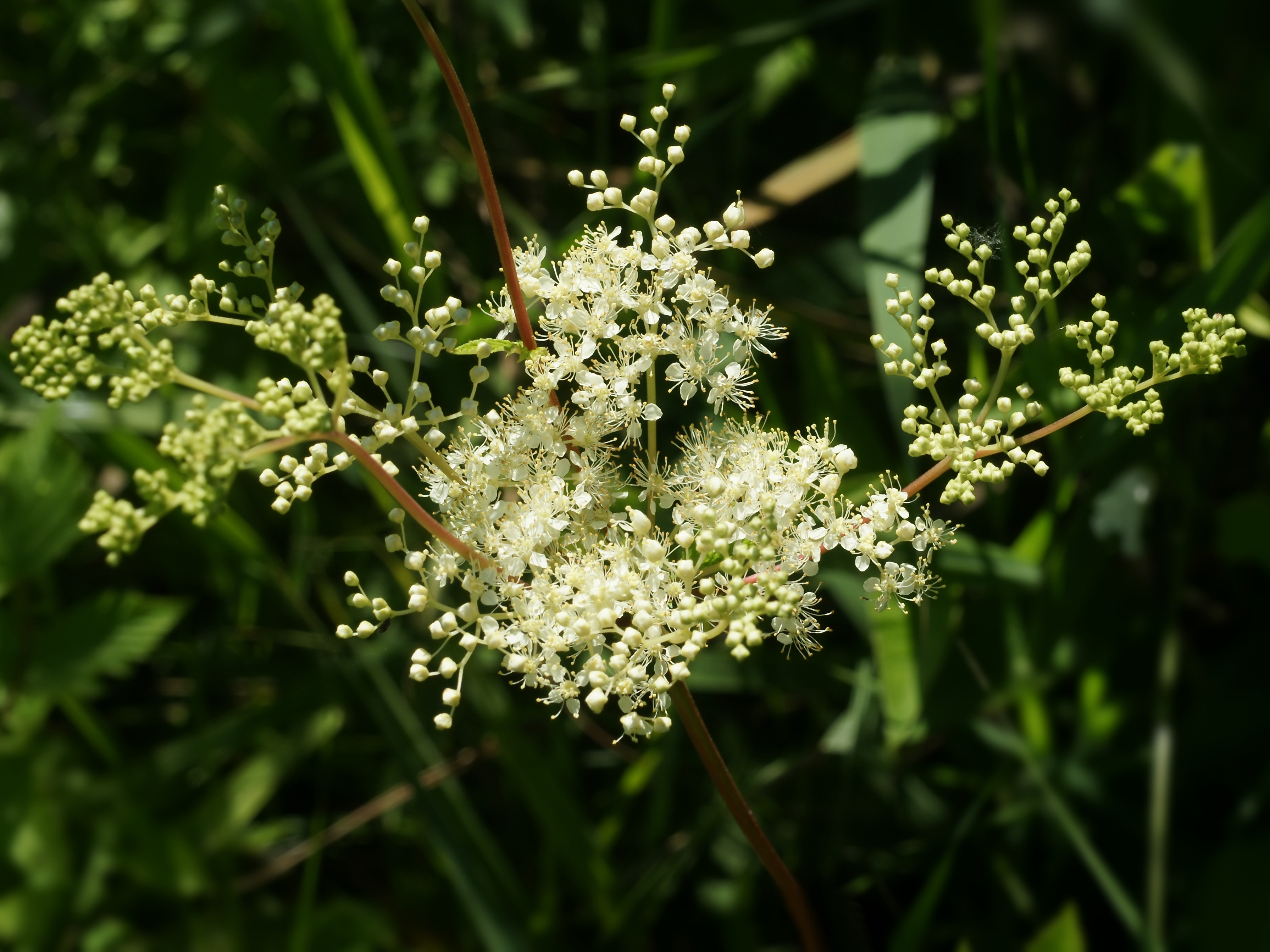 Reine des prés - Les vertus d'un antidouleur très efficace- Plantes et Santé