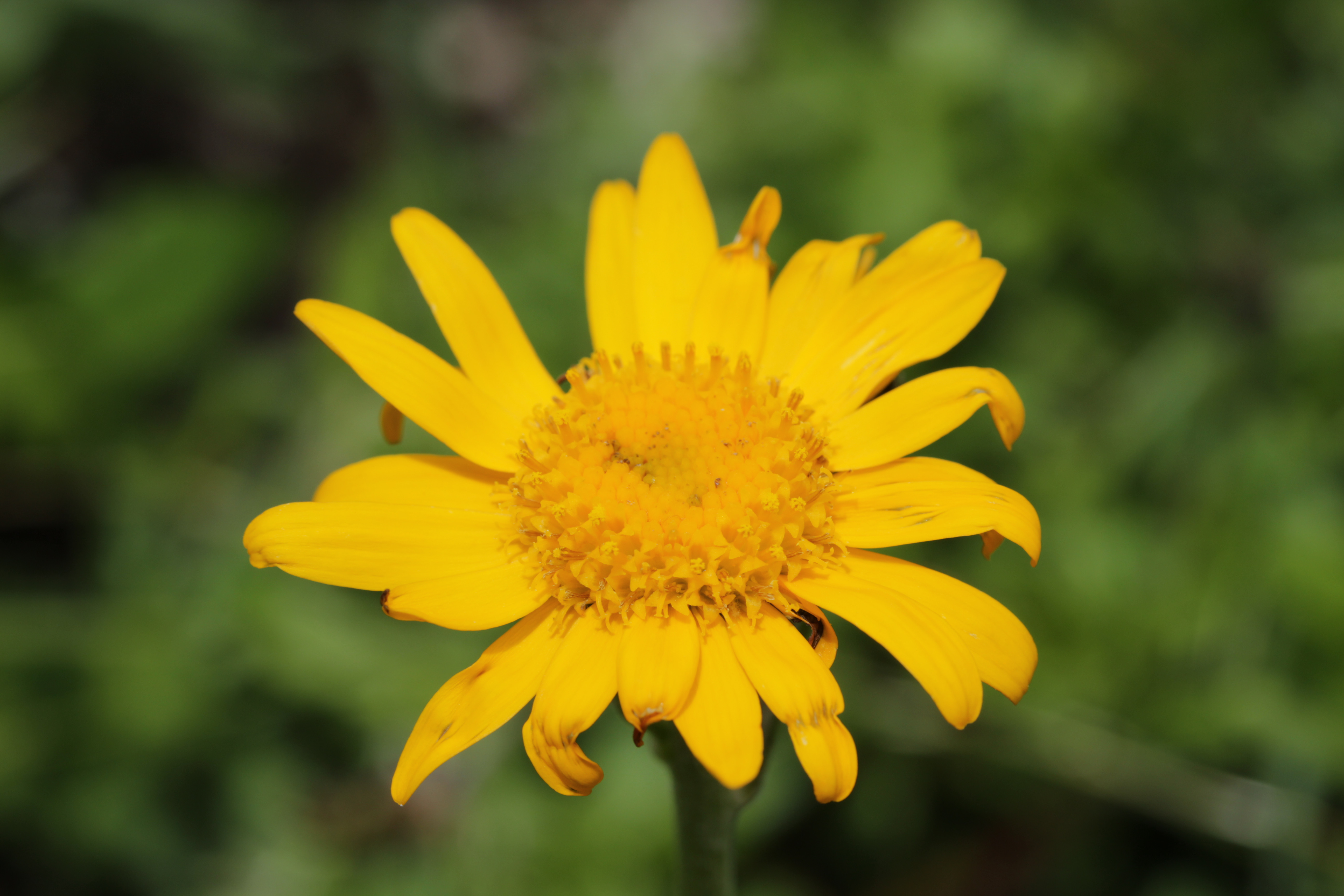 Arnica Une Plante Anti Ecchymose Antalgique Et Anti