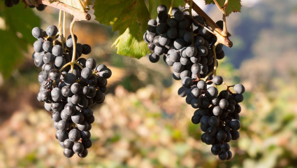 Plus le raisin est foncé et plus il serait riche en vitamines, minéraux et surtout en pigments protecteurs.