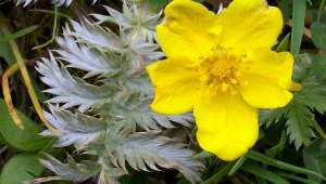 L’anserine, Potentilla anserina, veut dire « qui appartient à l’oie », par allusion au fait que ces palmipèdes raffolent de la plante