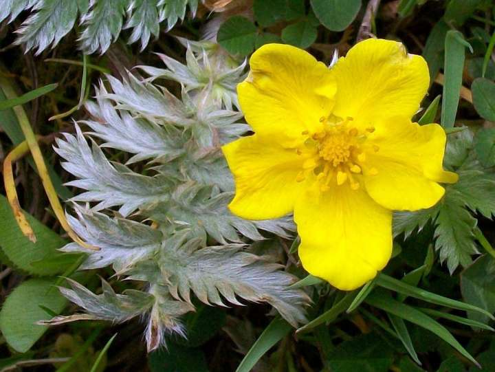 L’anserine, Potentilla anserina, veut dire « qui appartient à l’oie », par allusion au fait que ces palmipèdes raffolent de la plante