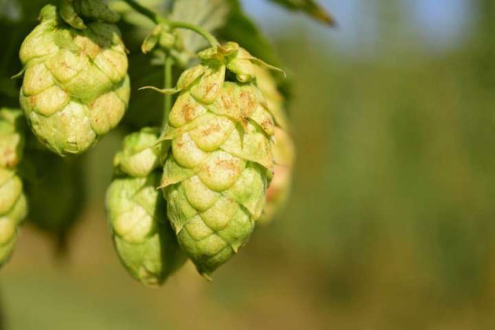 Le houblon est prescrit pour soigner certains troubles sexuels d'origine nerveuse chez les hommes, comme l'énurésie et l’éjaculation précoce.