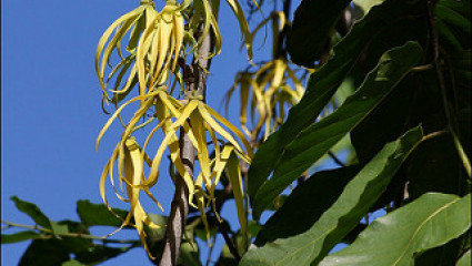 L'huile essentielle d'ylang ylang protège votre peau du soleil. 