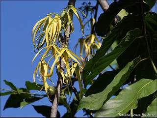 L'huile essentielle d'ylang ylang protège votre peau du soleil. 