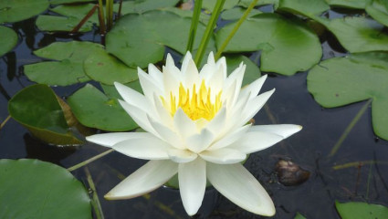 Nénuphar