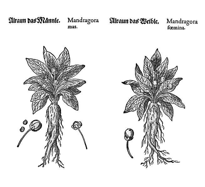 Mandragora