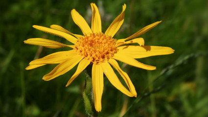 En homéopathie, l’arnica est souveraine contre les bleus. 