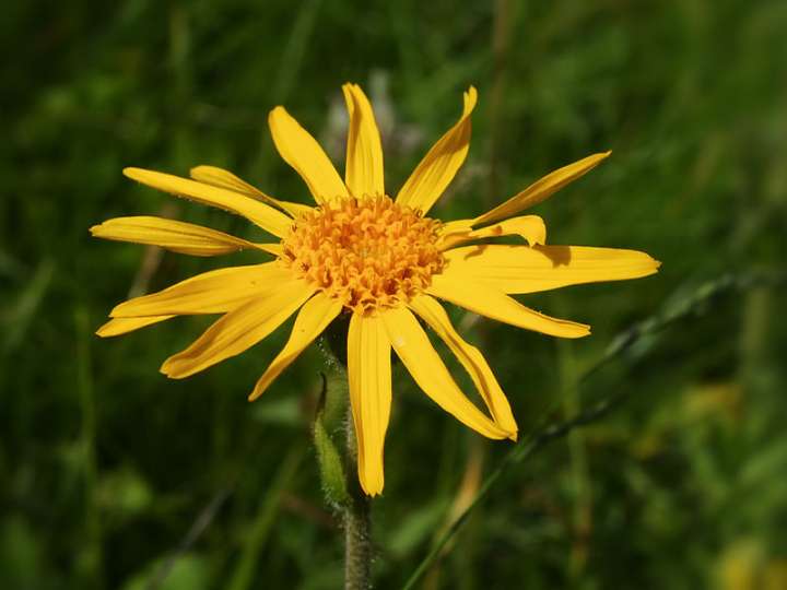 En homéopathie, l’arnica est souveraine contre les bleus. 