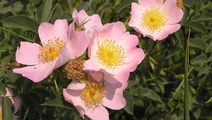 rosa canina