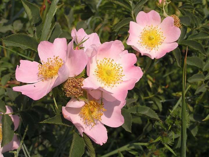 rosa canina