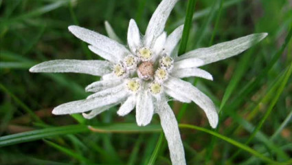 edelweiss