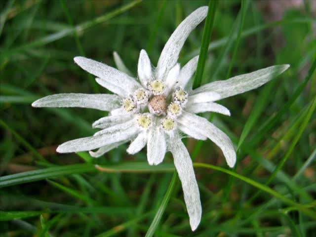 L'elixir floral d'Edelweiss- Plantes et Santé