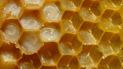 Le miel est un aliment naturel riche en sucres