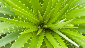 Aloe Vera, plante médicinale