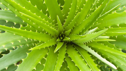 Aloe Vera, plante médicinale